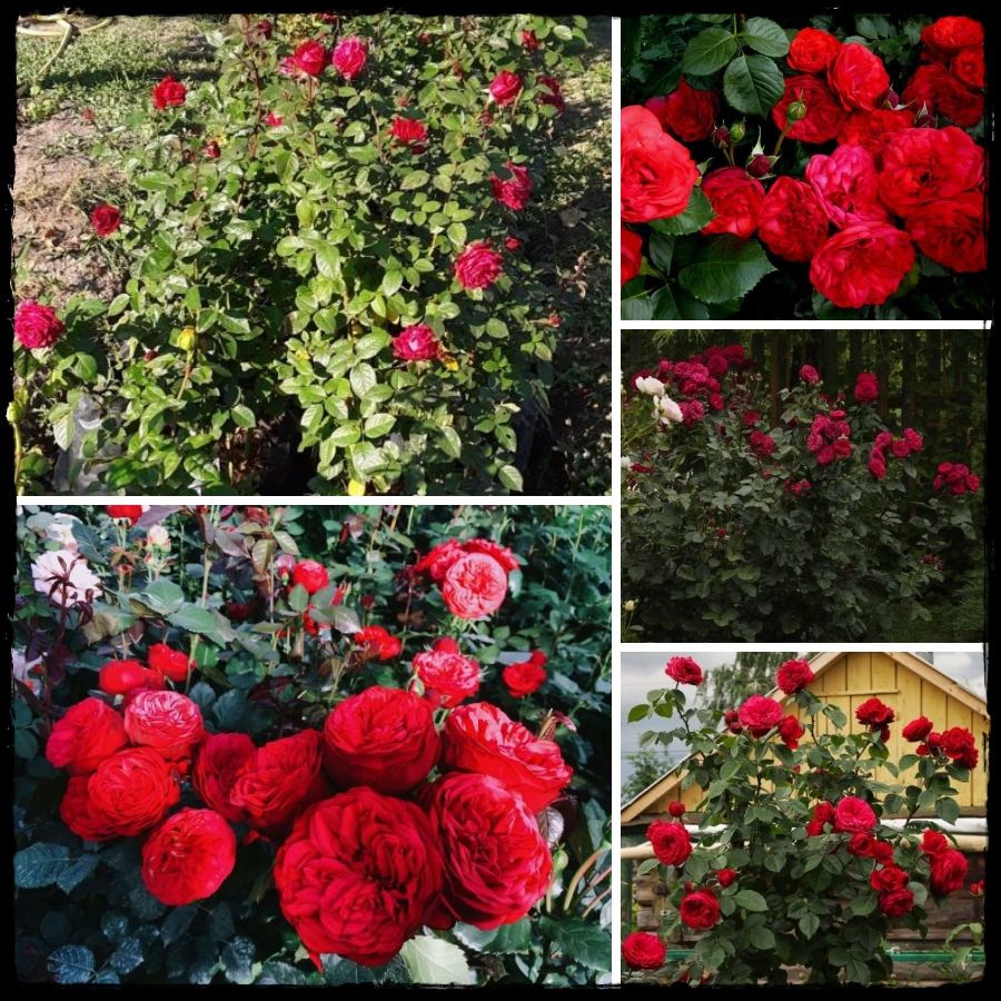 Piano róże wielkokwiatowe